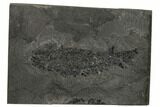 Devonian Lobe-Finned Fish (Osteolepis) - Scotland #177079-1